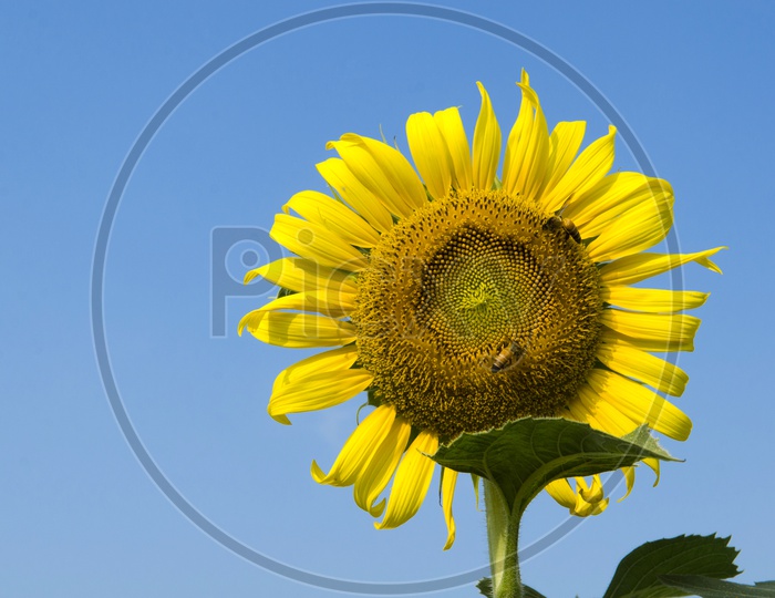 Bees sucking nectar on Beautiful sunflower against blue sky