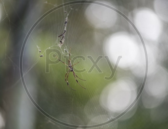 Spider In  a Cobweb