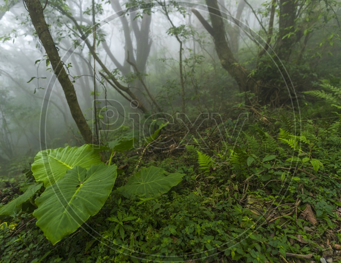 Nature With Greenery In Yangmingshan National Park, Taiwan