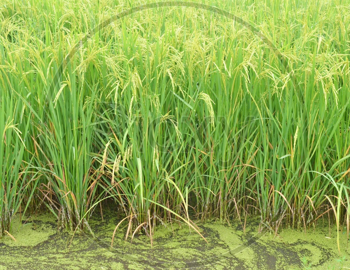 Rice Ears or Rice Spikelet  in Paddy Fields