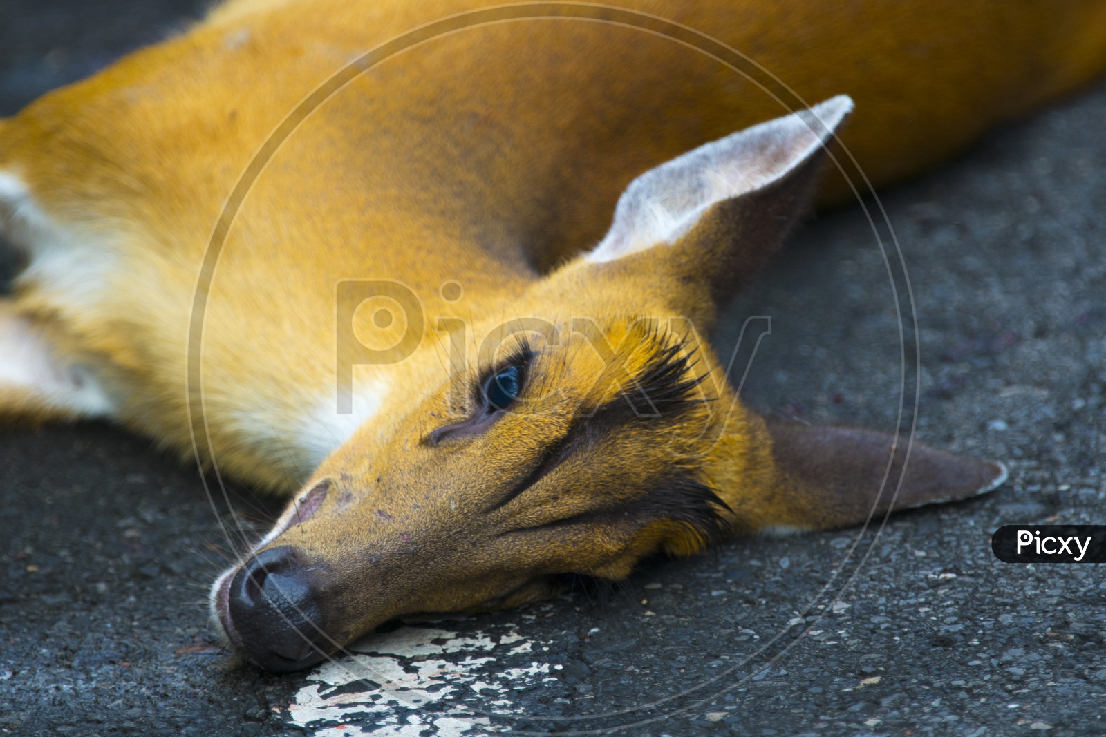 Died Deer in An accident occurred on Barking Deer on the road in Khao Yai National Park