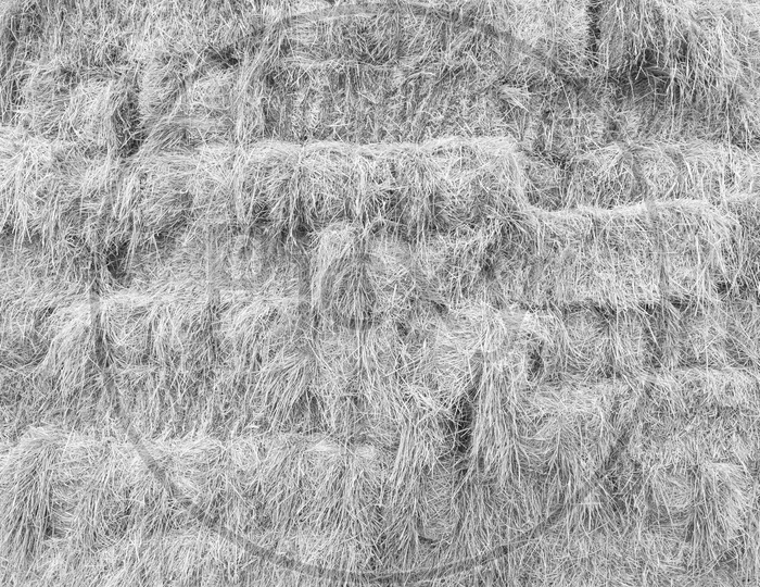Texture Background of Dried Paddy Straw Or Grass With B&W Filter