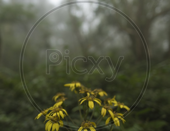 Yellow Flower Plant In tropical Forest