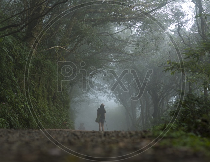 Lone Woman Enjoying The Walk In Fog Filled Pathways of Yangmingshan National Park, Taiwan