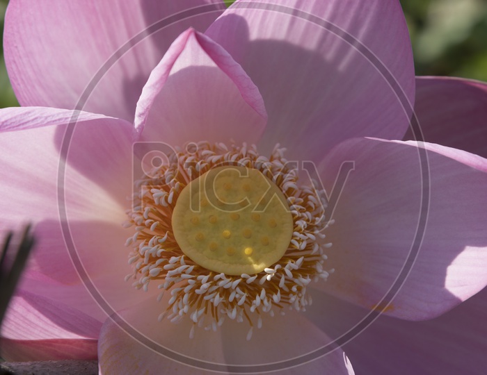Pink Lotus Flower Closeup