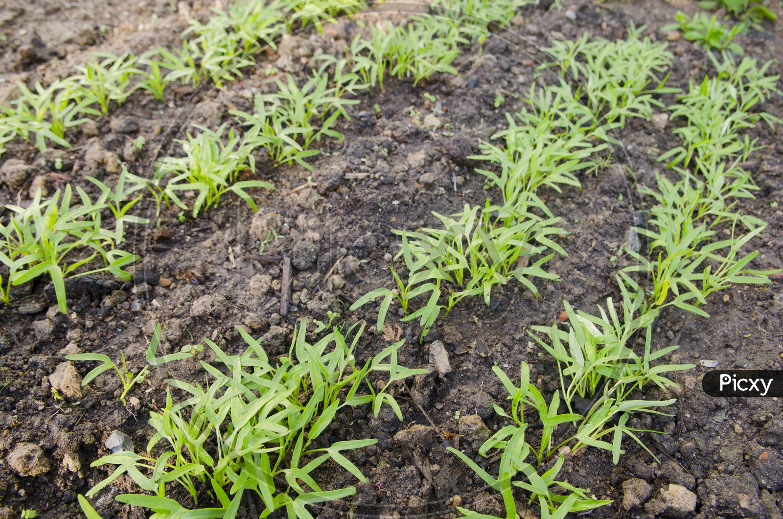 Plant Saplings Growing Black Fertile Soil