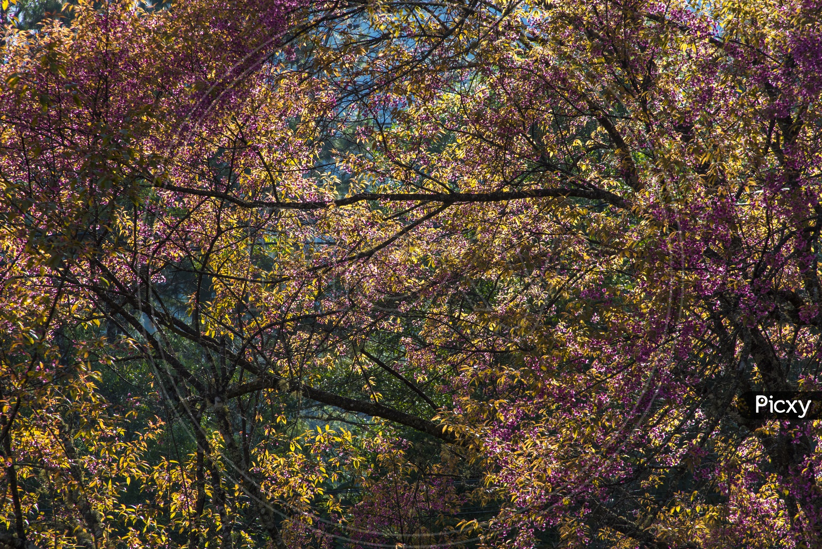 Purple colorful flowers tree in wild forest