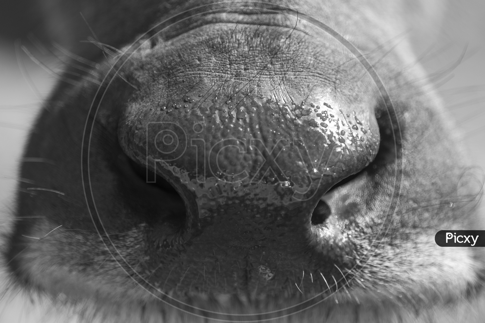 Buffalo Nose Closeup With Details