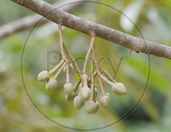 durian's flower Buds on tree