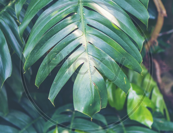 Tropical Plant Leafs In  a Garden
