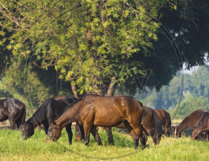 Group of  young horses on the pasture