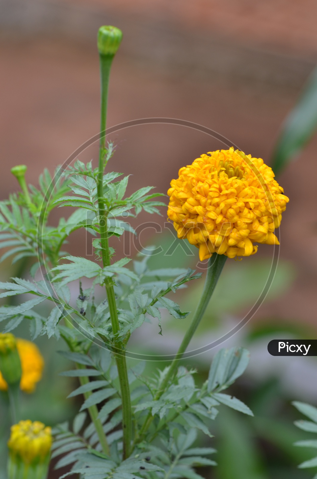 Marigold Flower Blooming on plant