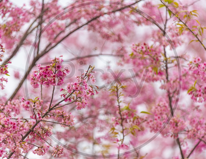 Close up of peach Sakura cherry blossom, Chiang Mai, Thailand