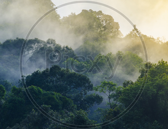 Fog Over Trees In Tropical Forest at Khao Yai National Park, Thailand