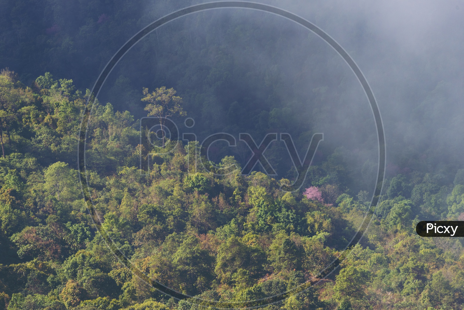 Mountains, Trees, fog and greenery in a deep forest Ariel view