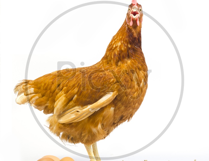 full body of brown chicken hen with eggs isolated white background