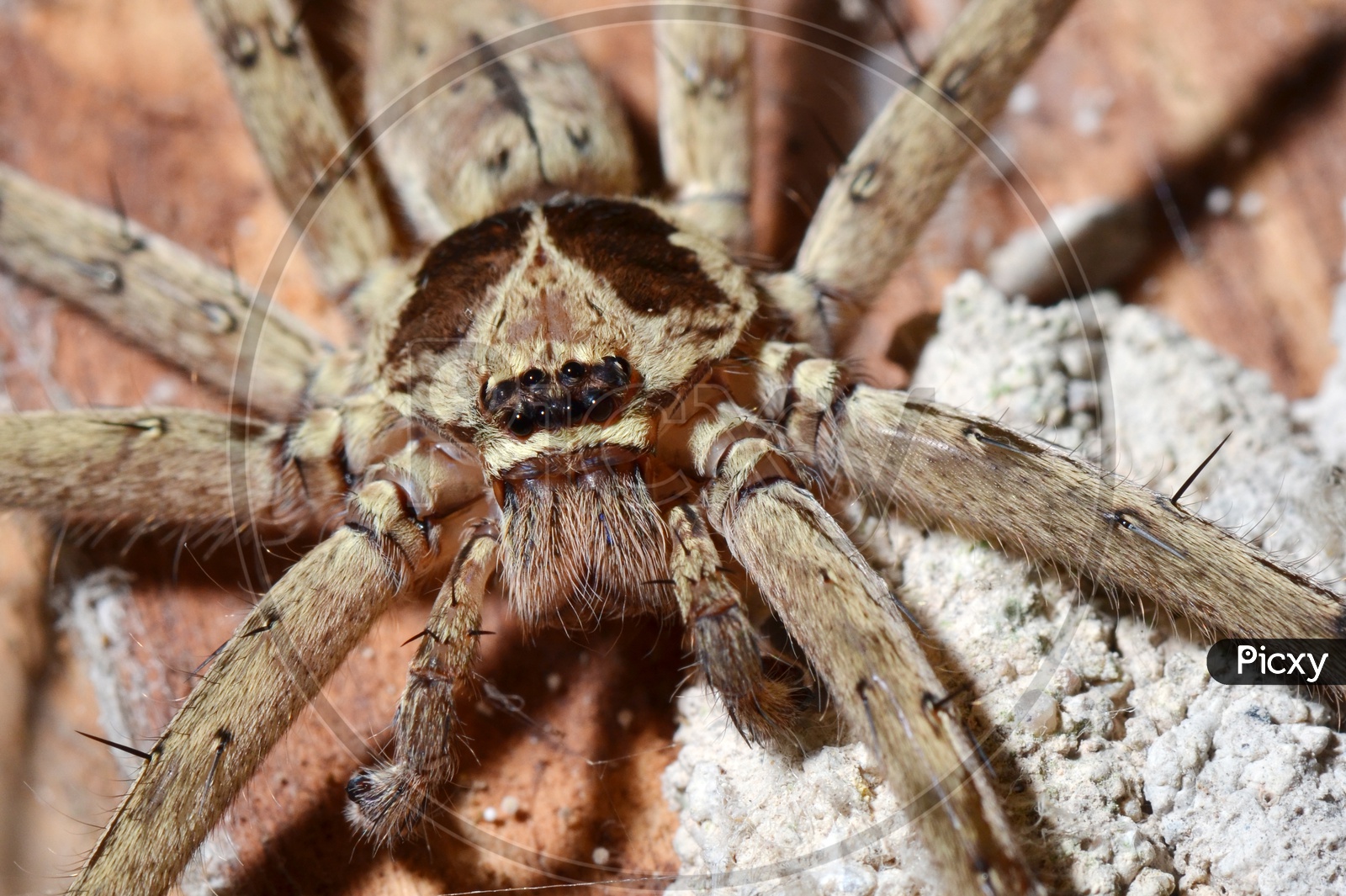 Detail of a tarantula spider