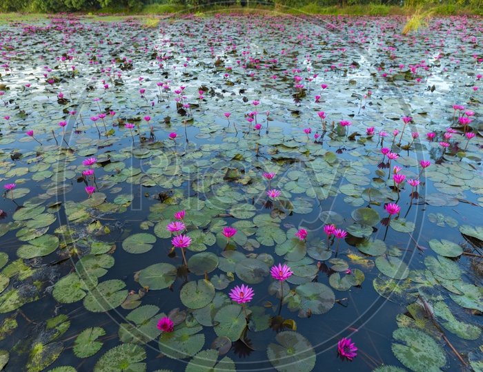 Lotus Flowers in Lake