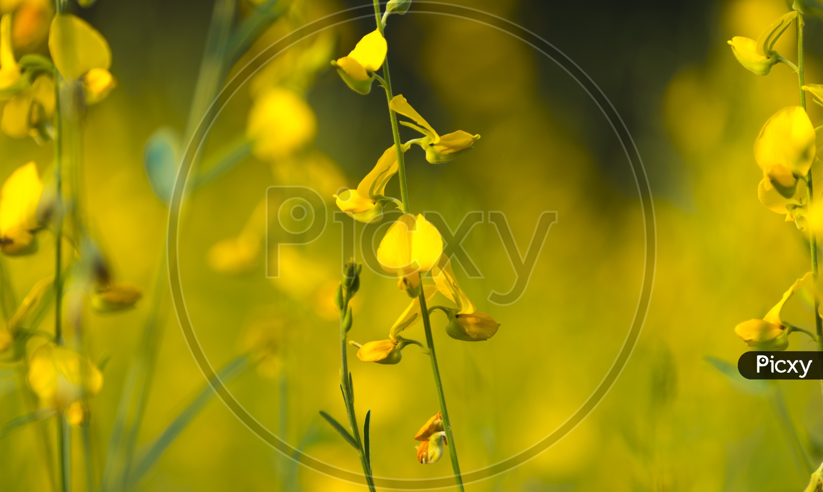 Closeup Of Mustard Flowers