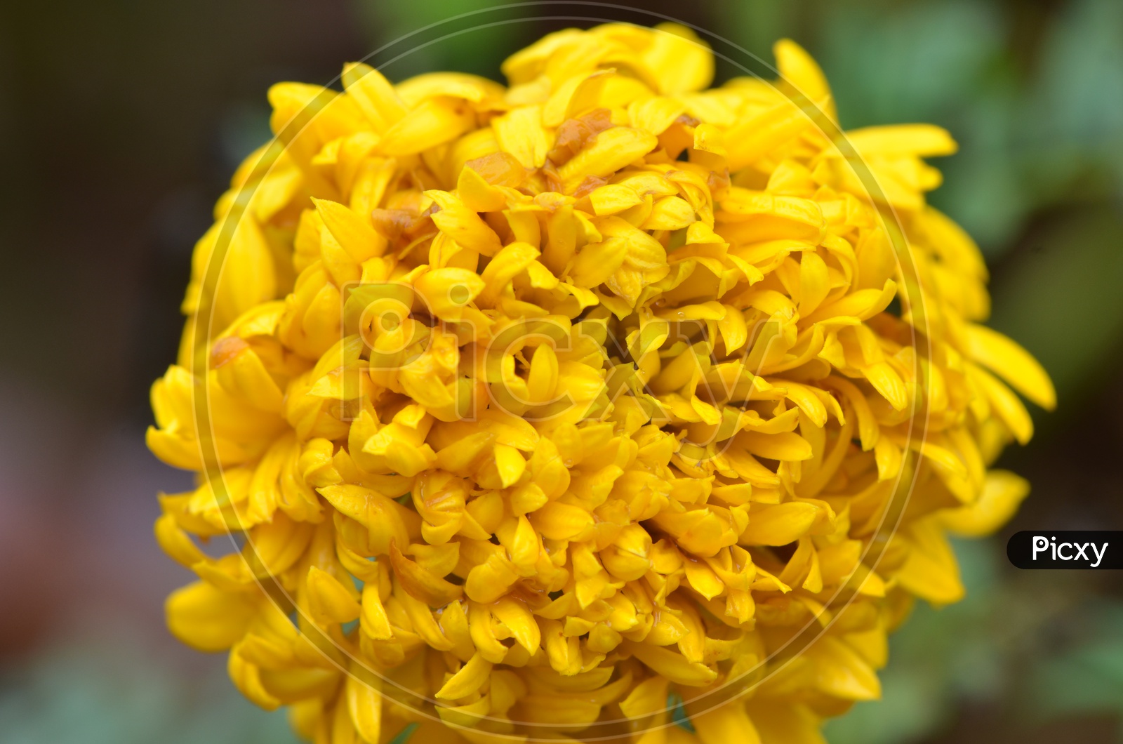 Marigold Flower Blooming Closeup on plant in a Harvesting Field