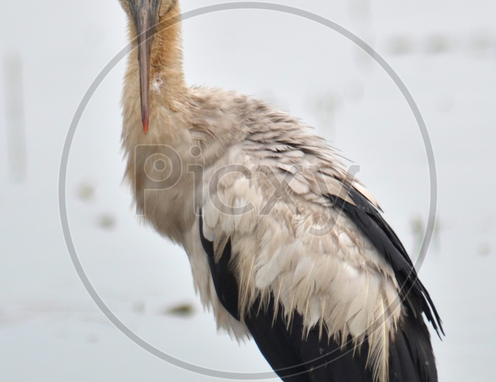 Open billed Stork bird or Anastomus oscitans in Lake water Closeup