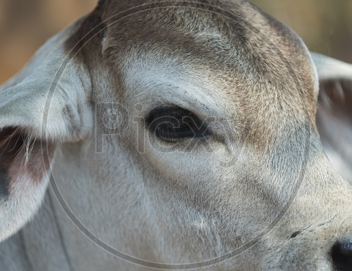Cattle Or Calf Closeup