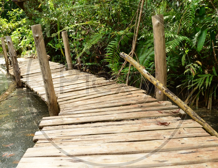 broken Wooden Bridge in Mangrove Forest