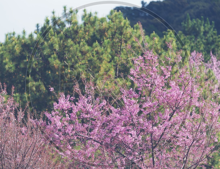 Pink Sakura cherry blossom, Chiang Mai, Thailand