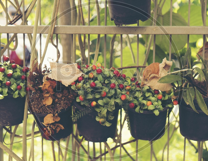 Plants In Pots Hung To a grill