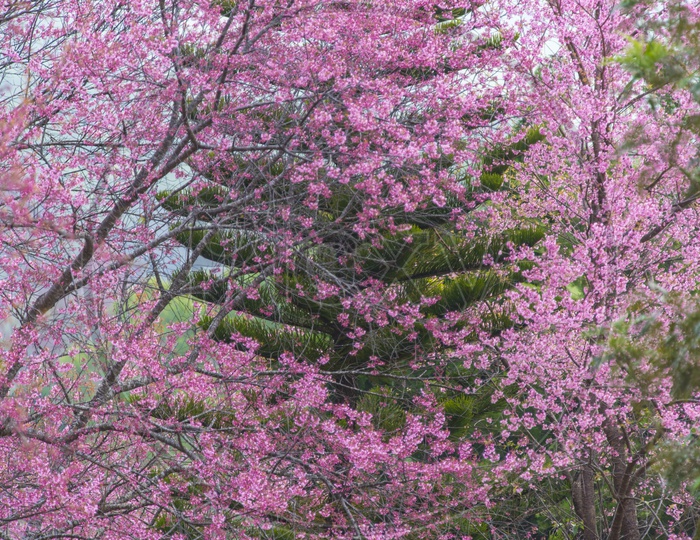 Pink colorful flowers tree in wild forest