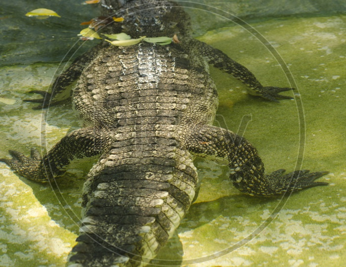 crocodile in a Zoo Pond