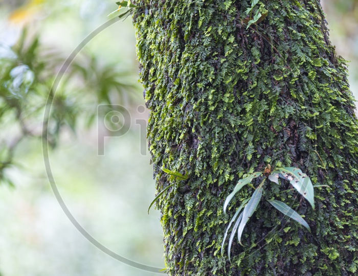 Green Plants Growing on tree Bark At Khao Yai National Park, Thailand