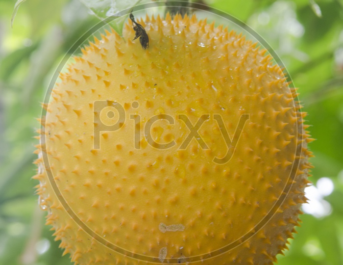 Image of Kiwano fruit Or Horned Melon on TreeRO082358Picxy