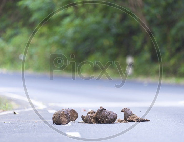 wild elephant dung on roads
