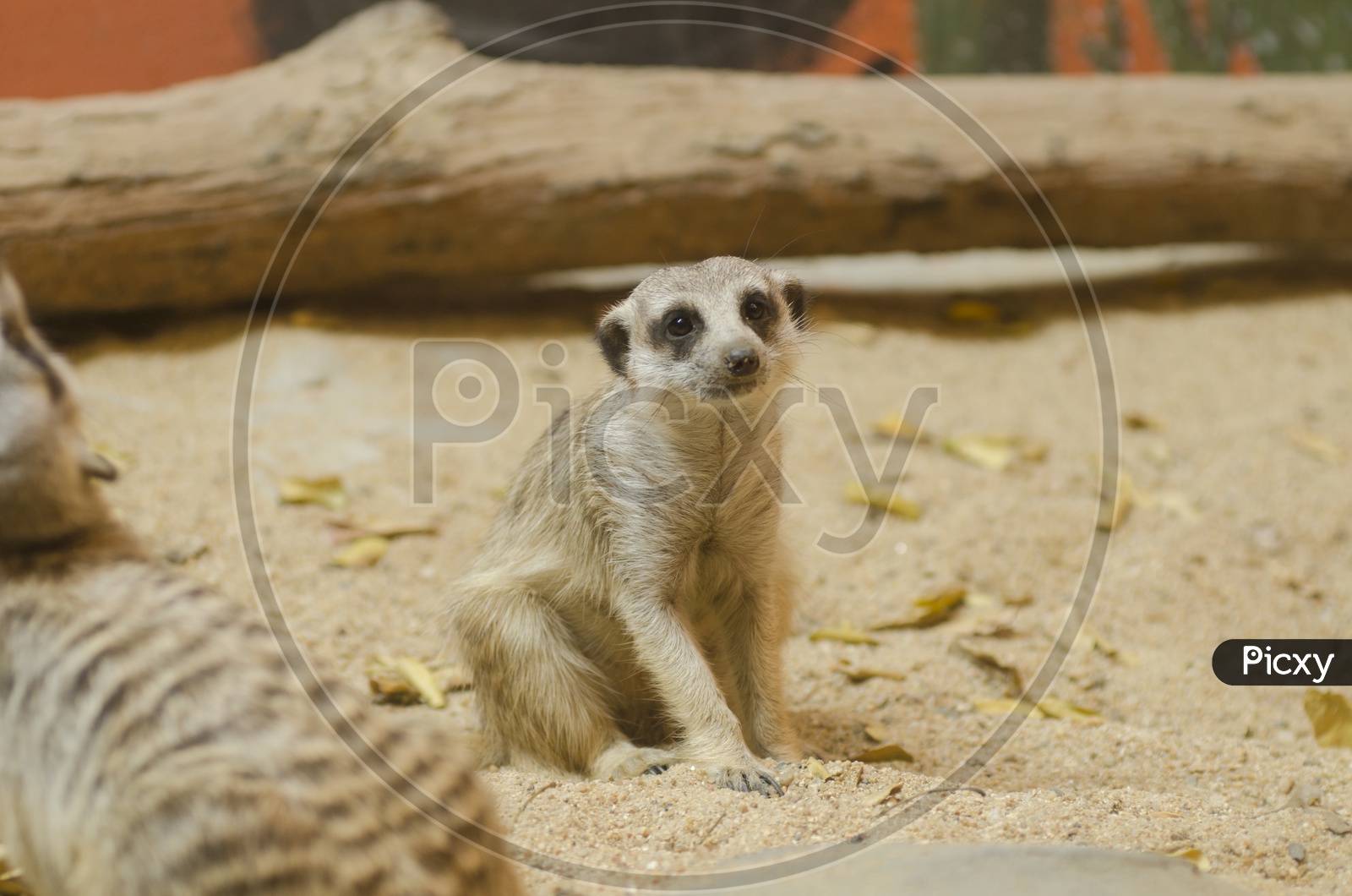 Meerkats Or Suricate  In a Zoo