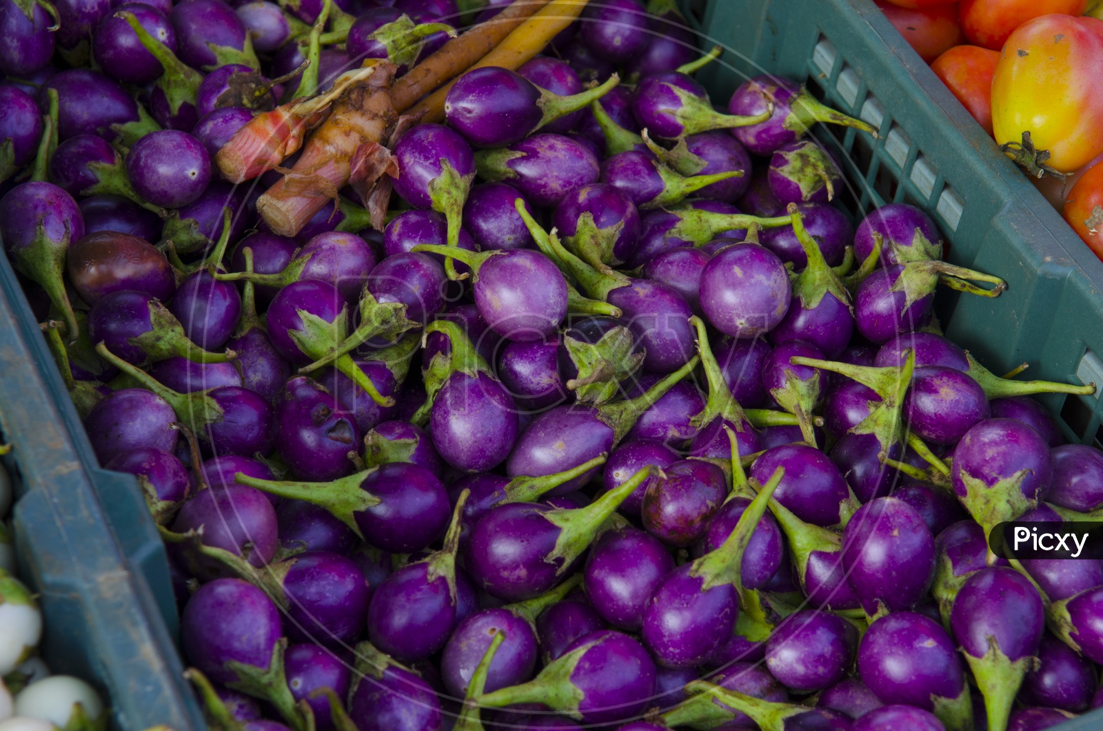Eggplant Vegetables Closeup forming a Background