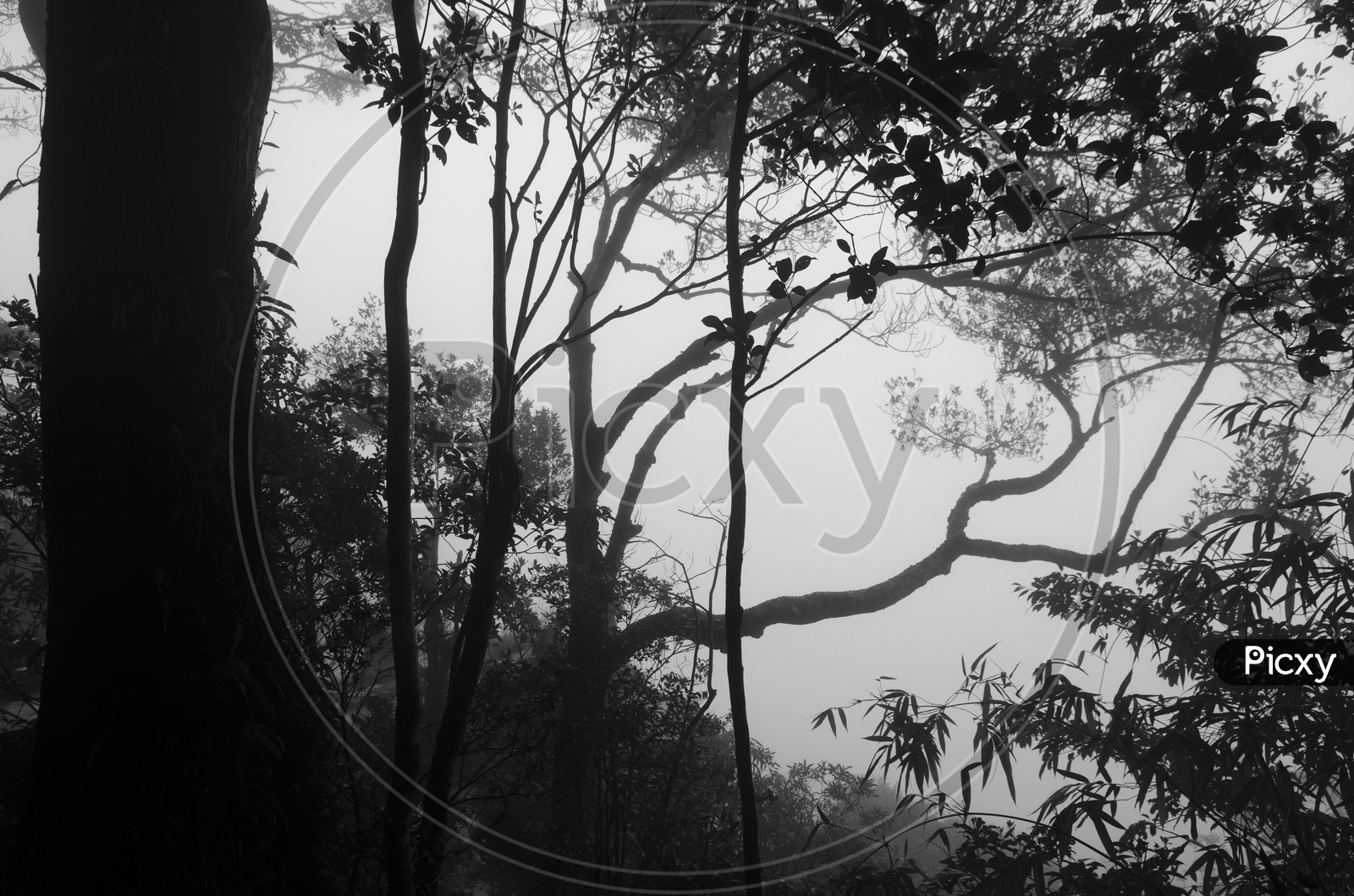 Fog Over Trees In Tropical Forest at Khao Yai National Park, Thailand