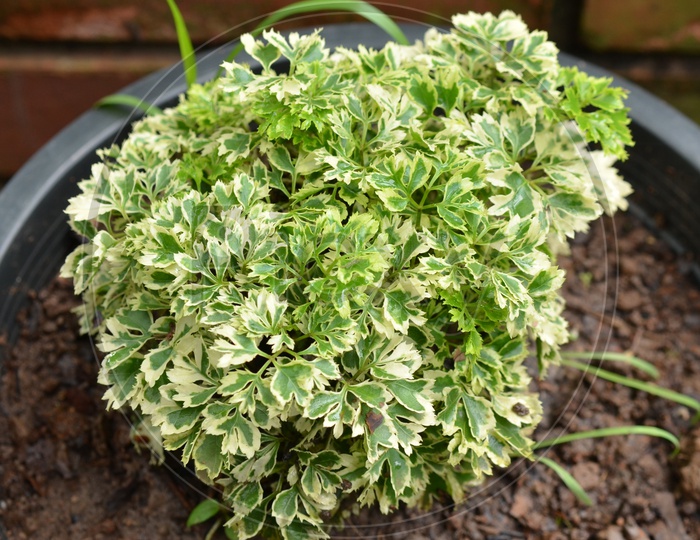 Small shrubs Growing in a pot