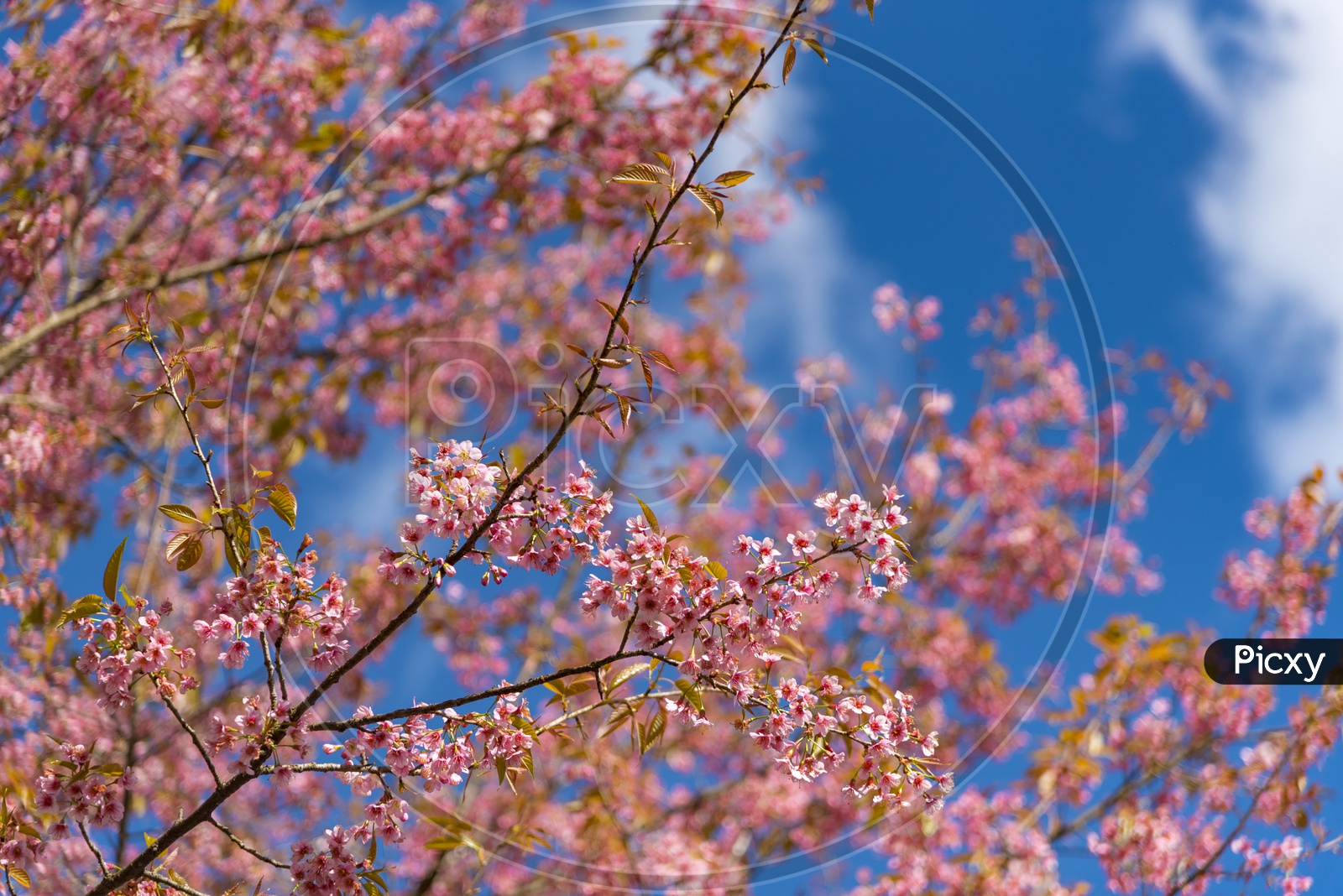 Close up of peach Sakura cherry blossom, Chiang Mai, Thailand