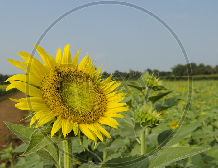 Sunflower Blooming With Green Field Backdrop
