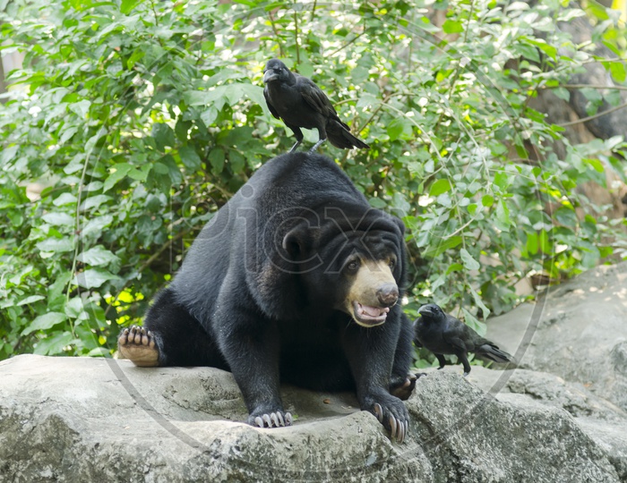 Crow Standing On a Black Bear in a Zoo