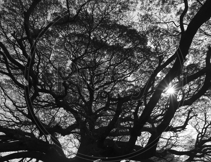 branch of big tree, black and white