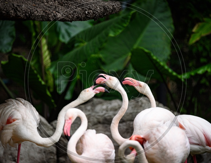 Flock Of Pink Flamingos Or The Greater Flamingos  Living in Nature