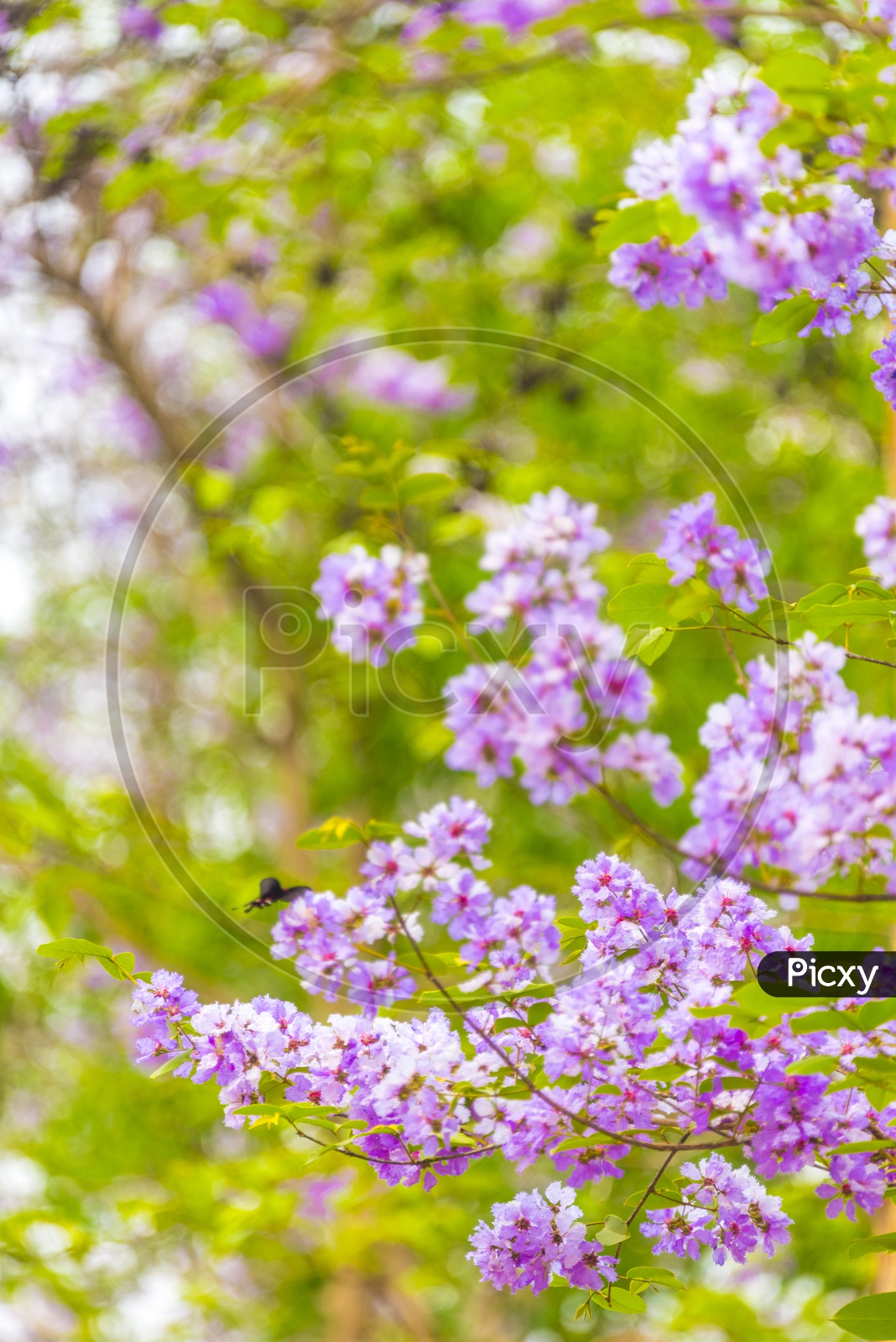 Colorful purple flower on tropical tree in Thailand, natural scene in Asia