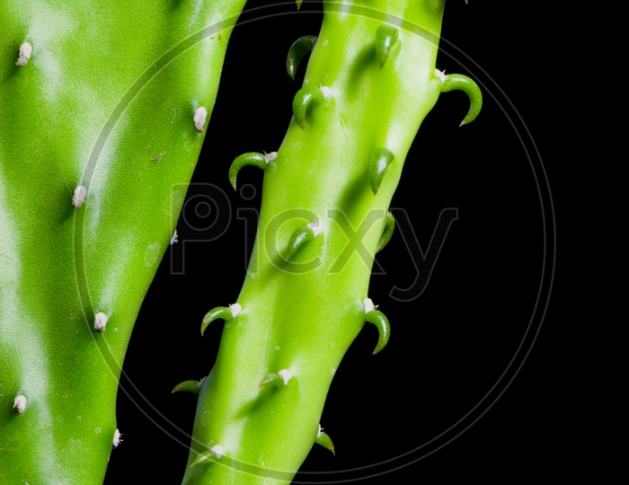 Close-up of cactus on black background