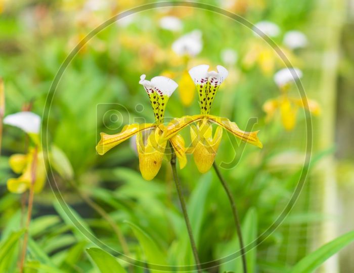 Yellow Flowers Blooming On Plant In a Tropical Flower Garden