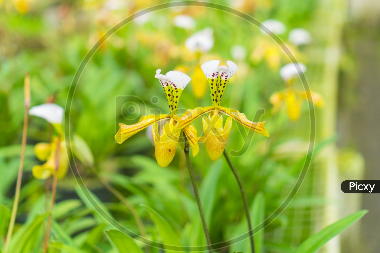 Yellow Flowers Blooming On Plant In a Tropical Flower Garden