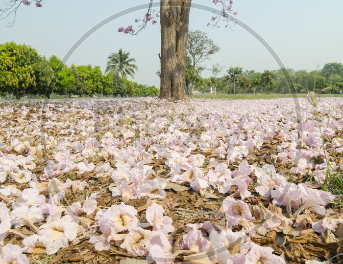Beautiful pink flowers Fallen on Ground