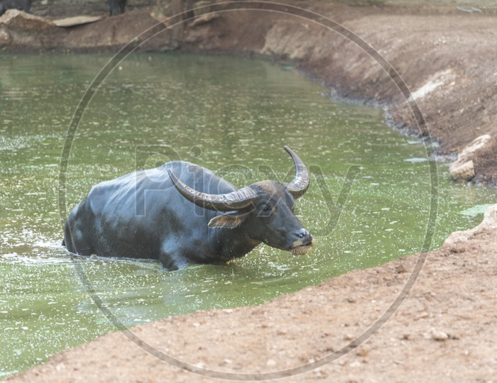 Buffalo Coming Out Of  Water Pond