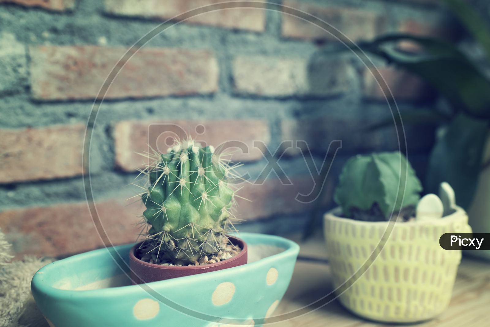 cactus in ceramic pot With vintage filter